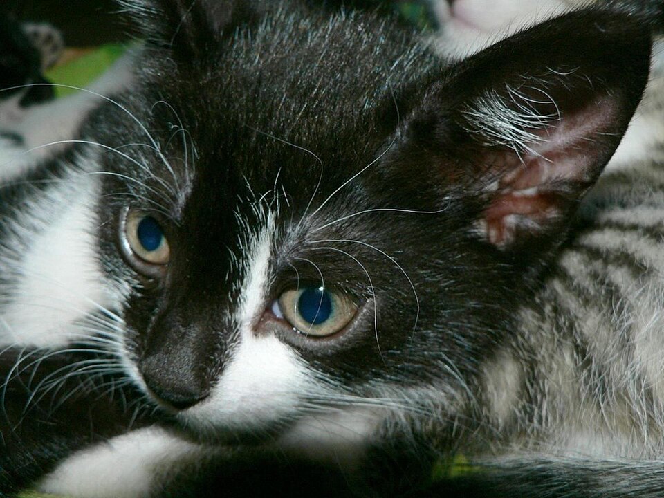 cute PFP 002